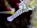 Hippocampe elongatus