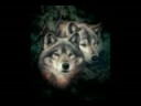 For My Friend Wolfy99955