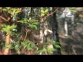 BlackTail Bucks HawkeyeBilt Archery Bowhunting Oregon Deer BlackTail Bucks HawkeyeBilt Archery Bowhunting Oregon Deer