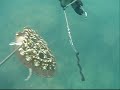 tir de seiche pendant une session de chasse sous-marine � cadix, espagne, 2008.