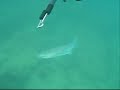 tir de seiche pendant une session de chasse sous-marine � cadix, espagne, 2008.