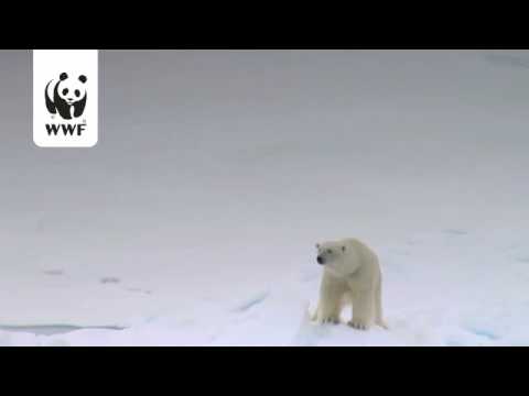 Ice Bear