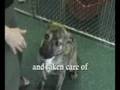 Adopted!!: Leo