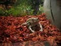 Frog Eats Grasshopper