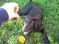 FANGO BLACK LABRADOR RETRIVER 2/4