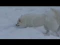 American Eskimo Dog Christmas Dreams