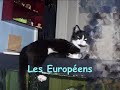 BLUE LAGONS Chats