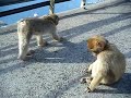 Gibralter Macaques and Gabe del Rio