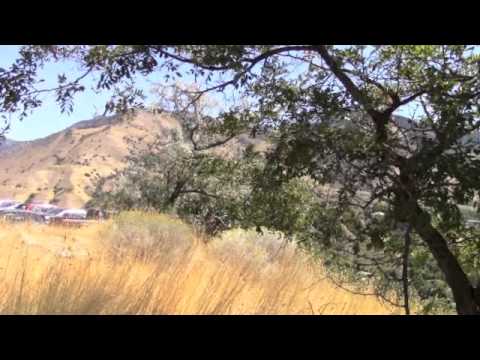 how to harvest pistachios at home