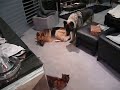 Bobbie and Bully Fear BitZ Bobbie and Bully Fear BitZ