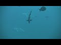 Meeting with Scalloped Hammerhead sharks