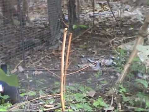 นกกางเขนดง -