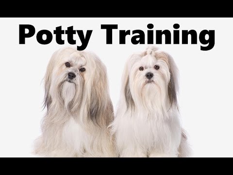how to train lhasa apso puppies