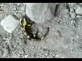 Feuersalamander