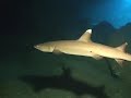 Sharks at the Grotto, Scuba Diving Saipan Sharks at the Grotto, Scuba Diving Saipan