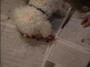 Maggie the Bichon Defends Bone