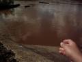 videos de Dando pão pros peixes..