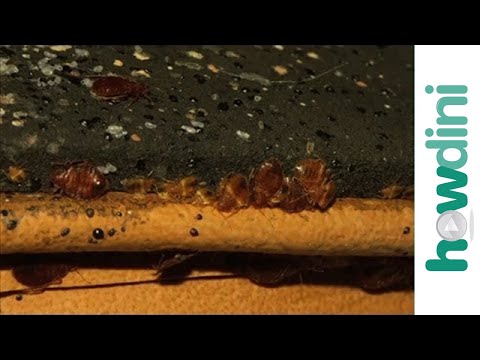 how to remove bed bugs from a bed