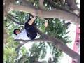 videos de Jijo La Reverga 3! El Arbol