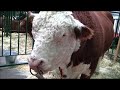 Скотоводство: Мясной скот. Выставка Золотая осень-2011