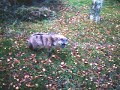 Aardwolf On Patrol