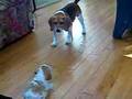 Beagle Puppies Playing with Mom