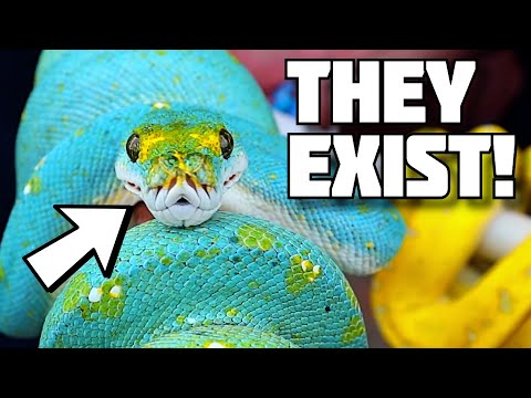 YouTube reptile video