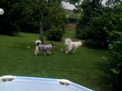 video pensione per cani e gatti - roma