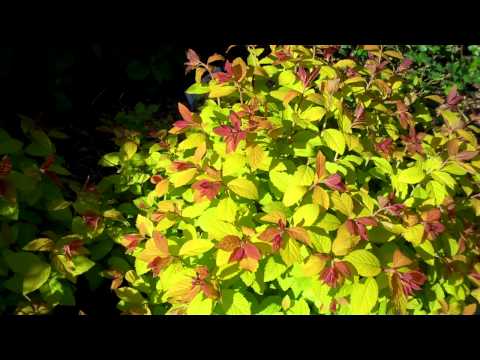 how to fertilize weigela