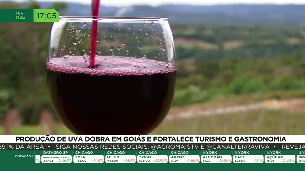 Produção de uva dobra em Goiás e fortalece turismo e gastronomia