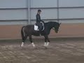 Lehrgang Dressur