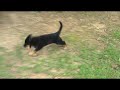Buddy the German Shepherd puppy