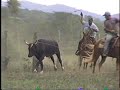 Castrando o marru� no pantanal--Sound