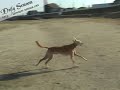 Semoom?- SALUKI -