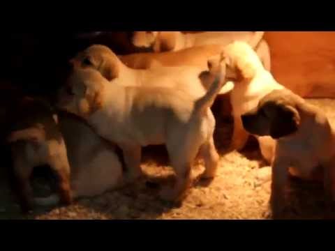 Yellow Labrador Retriever Puppies For Sale