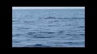 Sortie en mer le 27 septembre 2015, baleines et cachalot