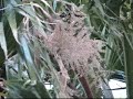 Our Palm Tree