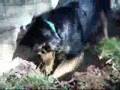 Shylo the mighty mole hunter