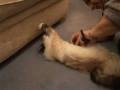 videos de Birman Brushing