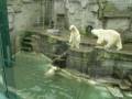 videos de big Polar bear cubs