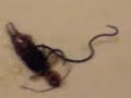 earwig worm