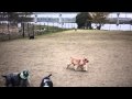 ジル君歓迎会＠辰巳ドッグラン3English Cocker Spaniel