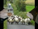 Marks Sheep Friends!