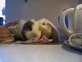 Fatso and Baby \"under pressure\"
