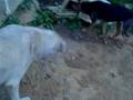 videos de Nuri comiendo