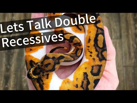 YouTube reptile video