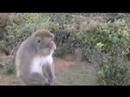 Arashiyama Monkey Movie Arashiyama Monkey Movie
