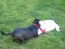 Lexi & Layla in the backyard