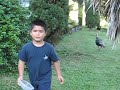 Keoni feed our turkeys and they goobled with appreciation Keoni feed our turkeys and they goobled with appreciation