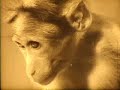 Monkey Go Round Monkey Go Round